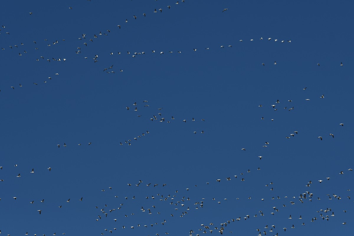 Цасны галуу - ML213685221