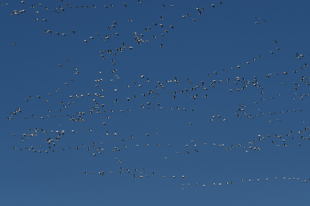 Цасны галуу - ML213685261