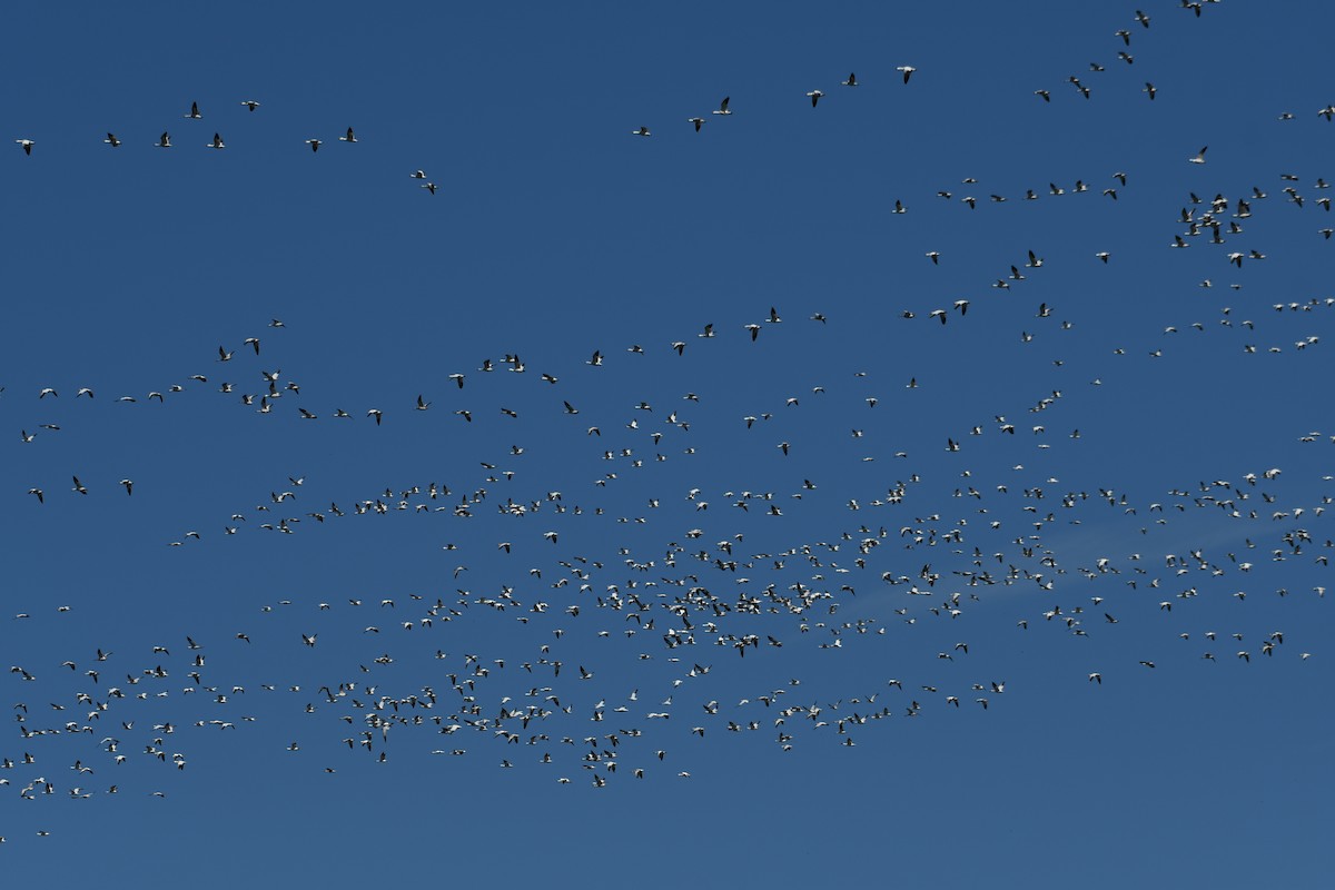 Цасны галуу - ML213685271