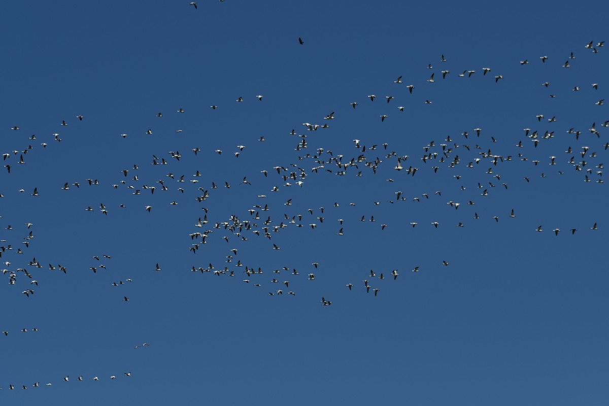 Цасны галуу - ML213685291