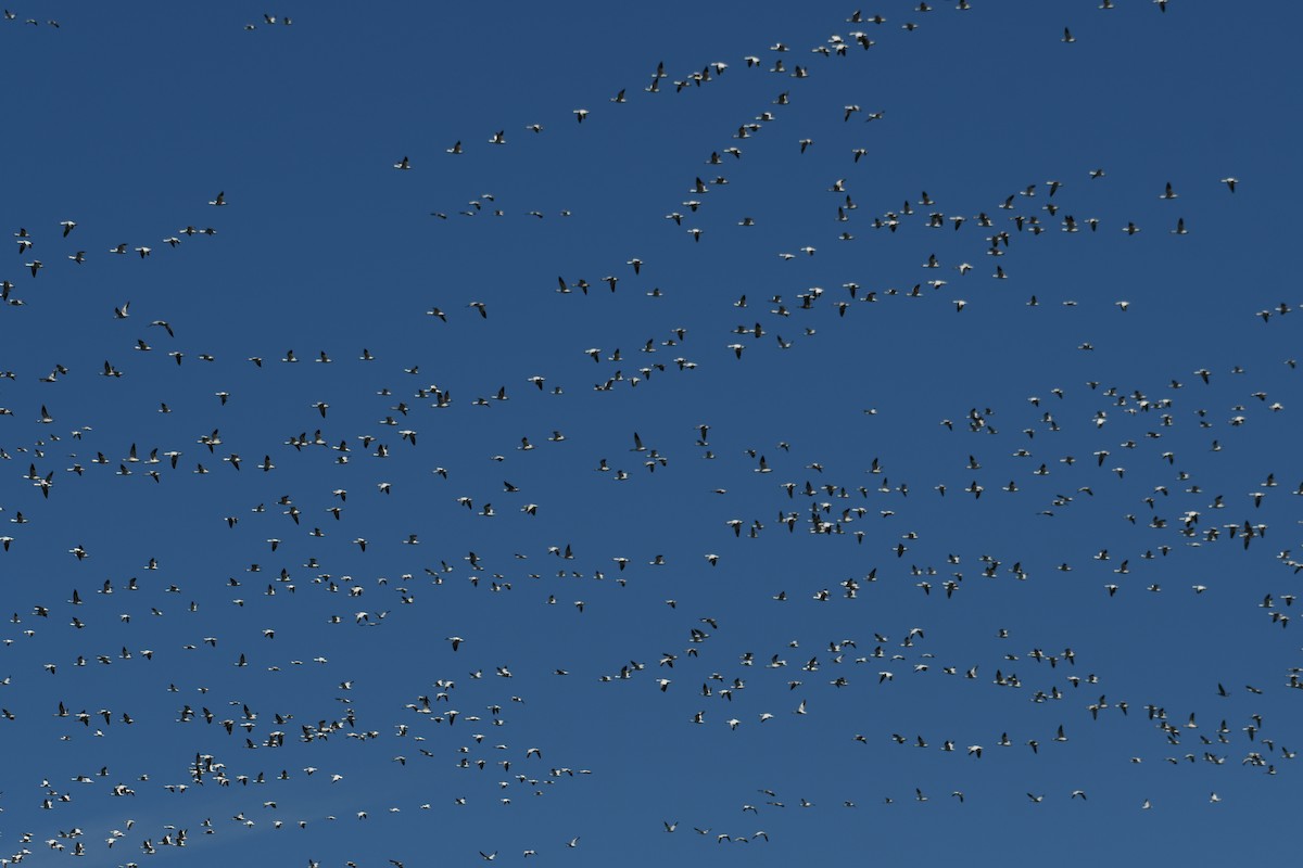 Цасны галуу - ML213685301