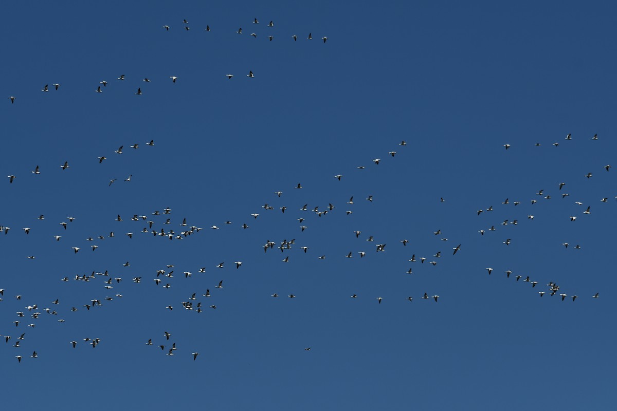 Цасны галуу - ML213685311