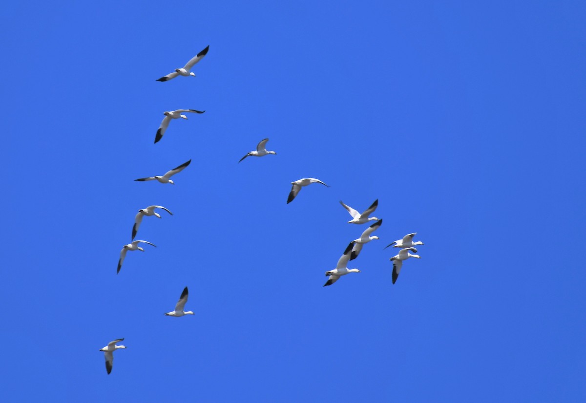 Цасны галуу - ML213685441