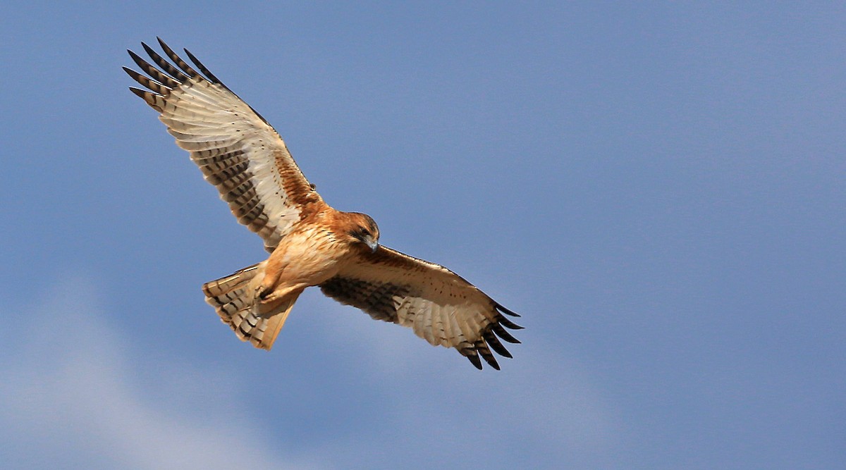 Little Eagle - ML213685691