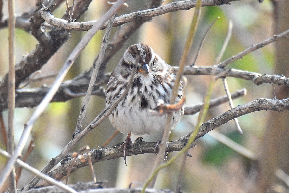 Song Sparrow - ML213687181