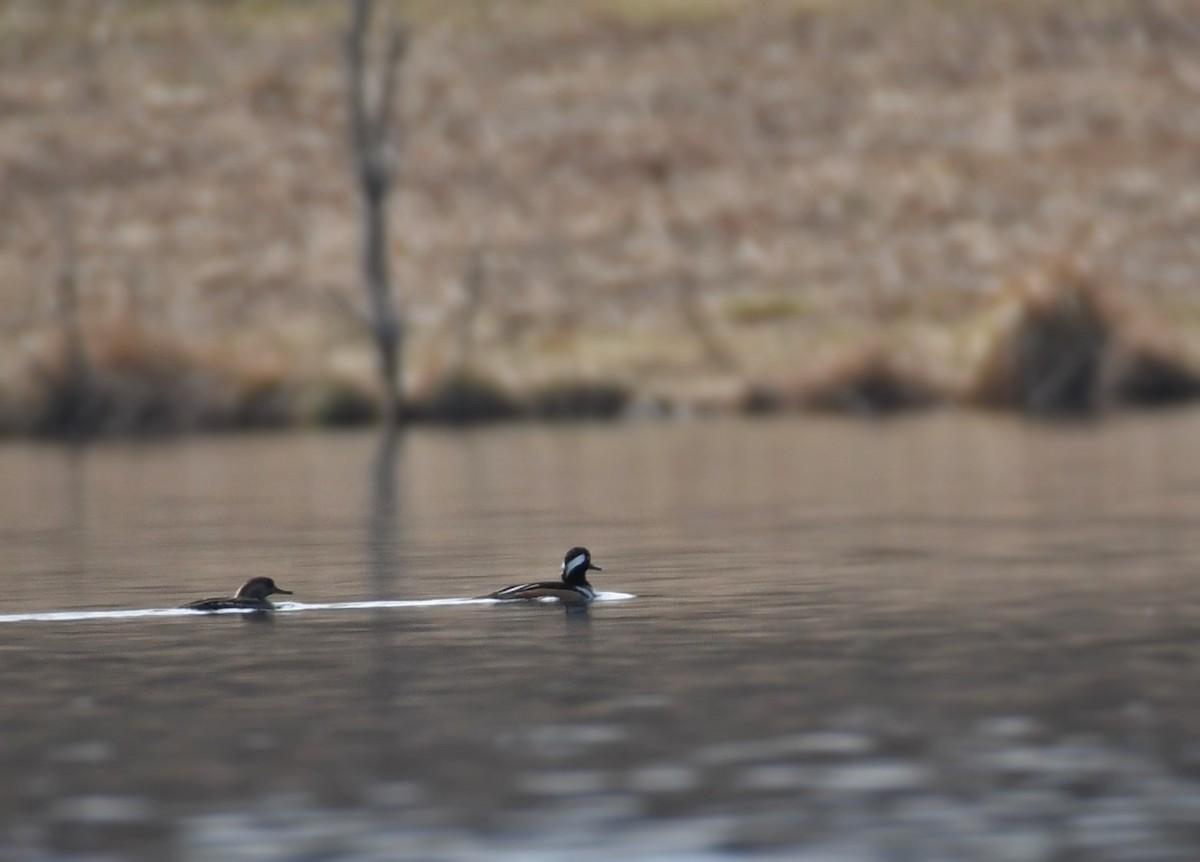 Hooded Merganser - ML213687621