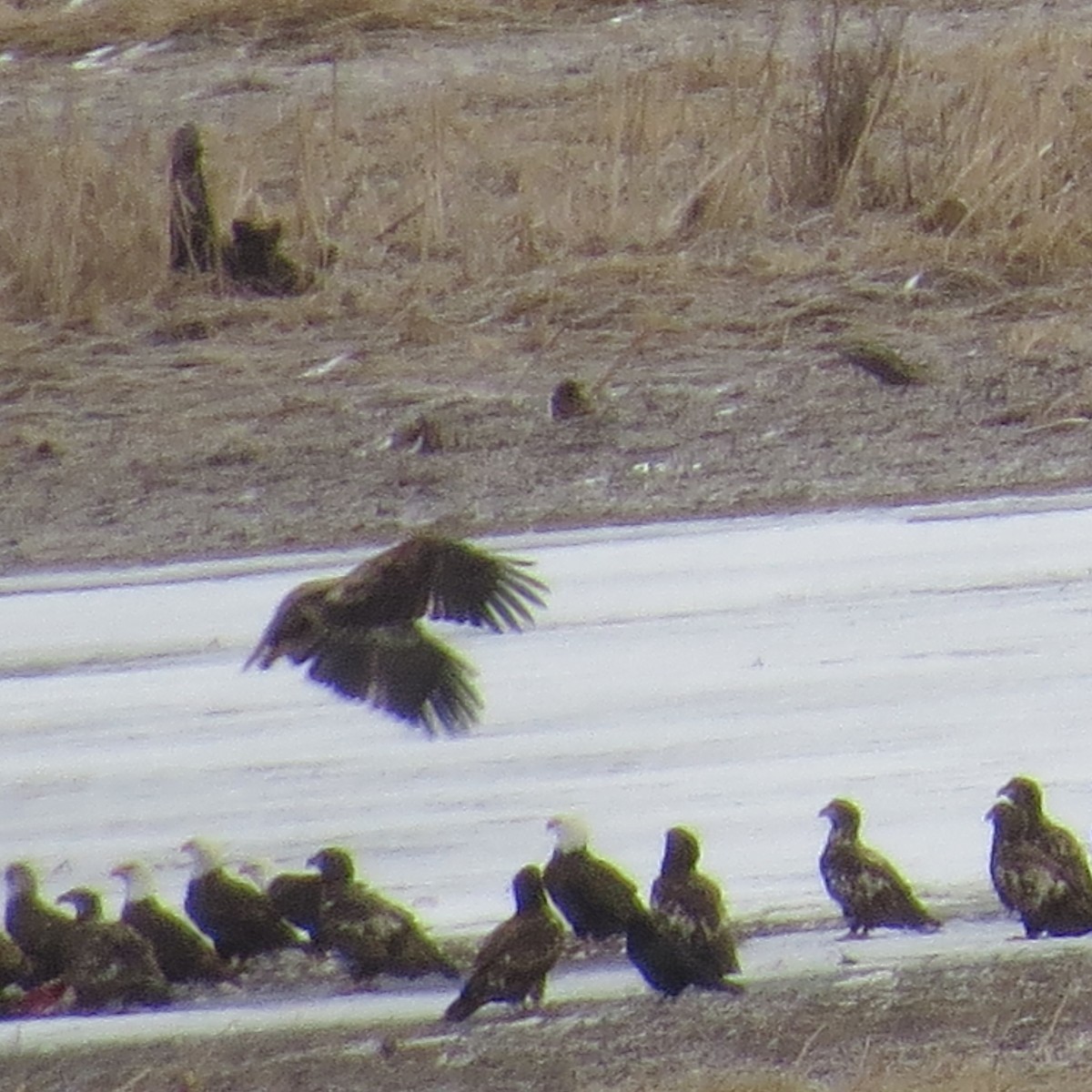 Bald Eagle - Brenda  Stoddart