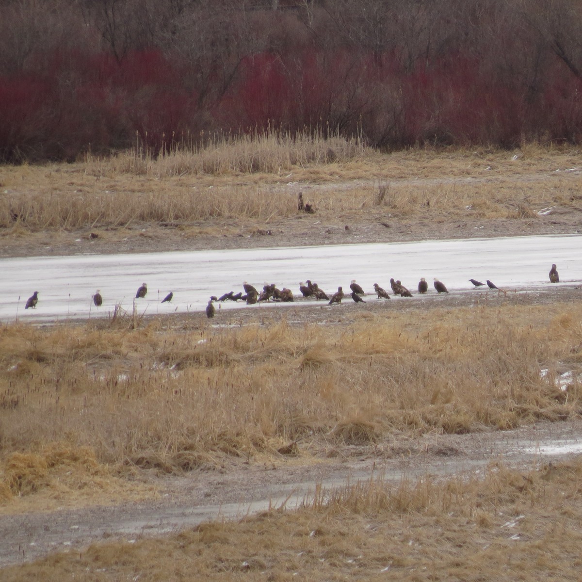 Bald Eagle - ML213687651