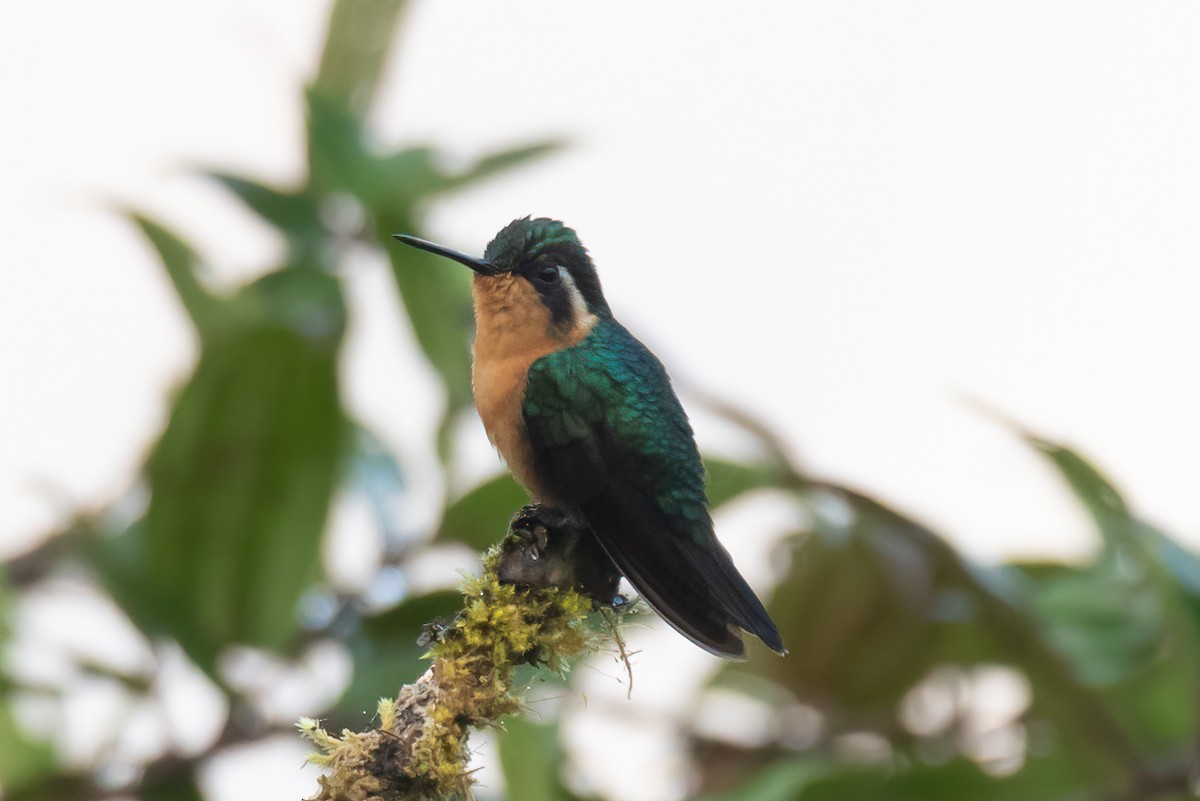 Purple-throated Mountain-gem - Robert Lewis