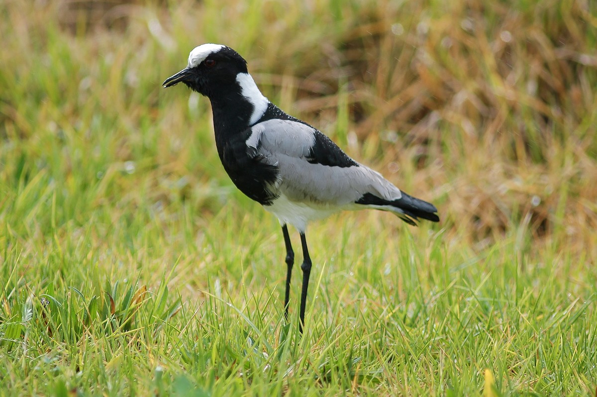 Blacksmith Lapwing - ML213689271