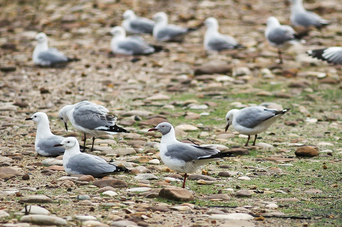 Gray-hooded Gull - ML213689781