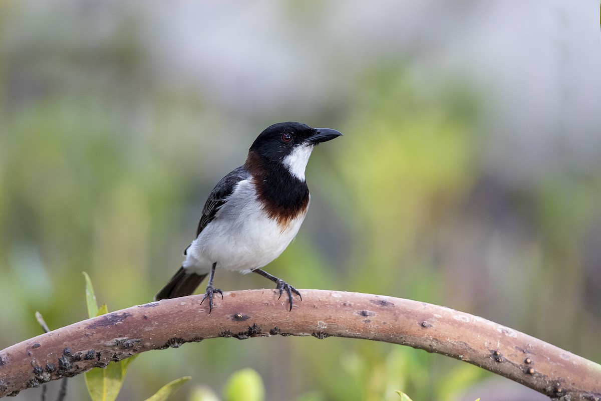 White-breasted Whistler - Laurie Ross | Tracks Birding & Photography Tours