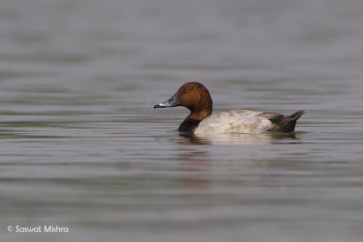 Common Pochard - Saswat Mishra