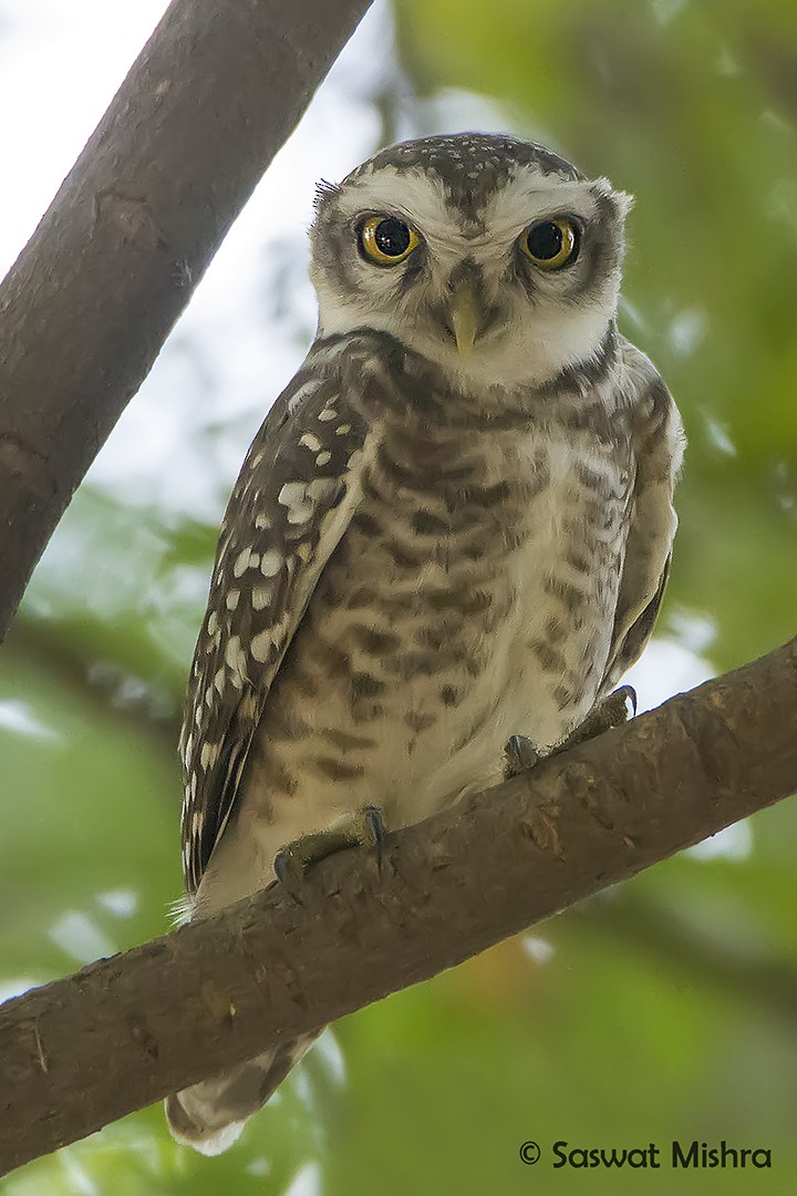 Spotted Owlet - ML213691021