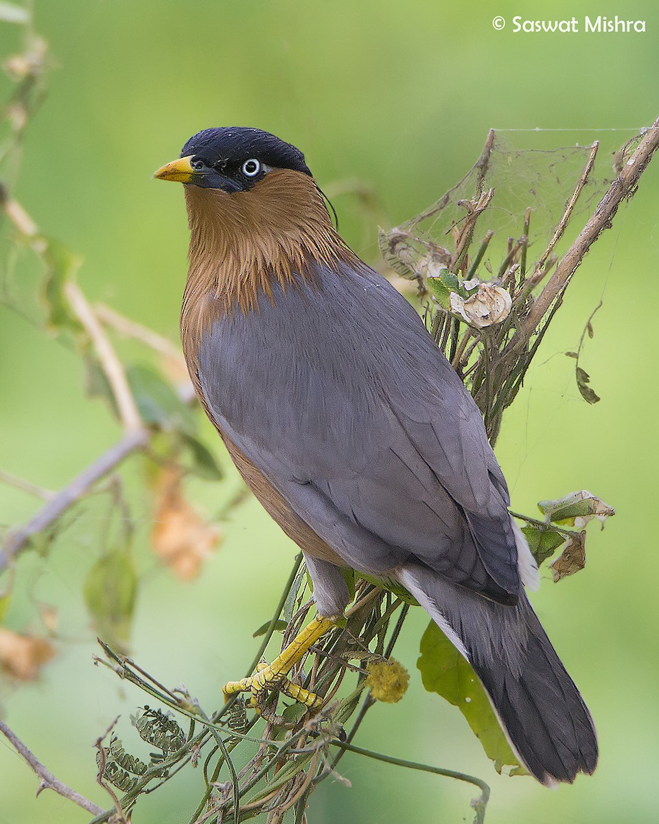 Brahminy Starling - ML213691051