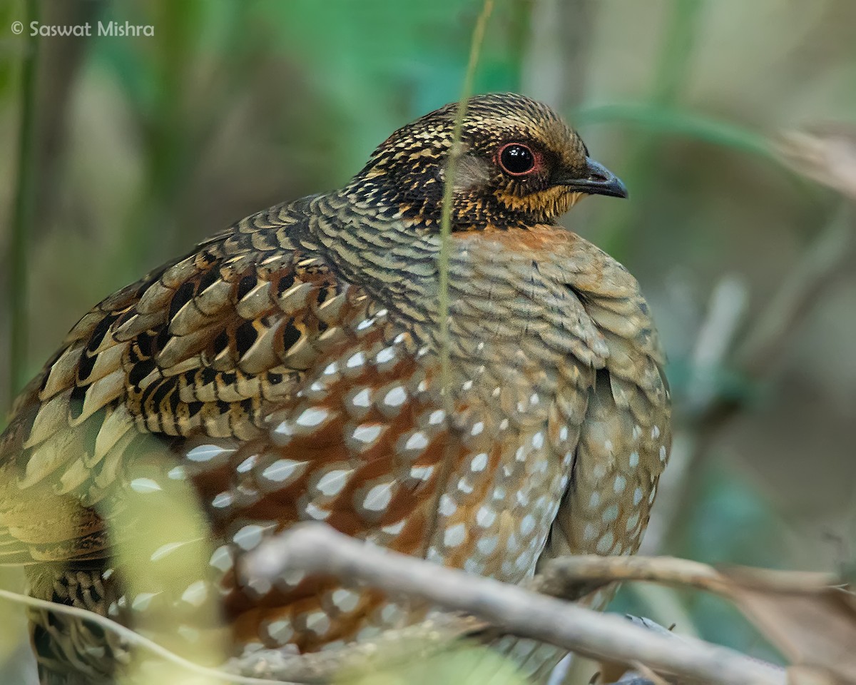 Hill Partridge - Saswat Mishra