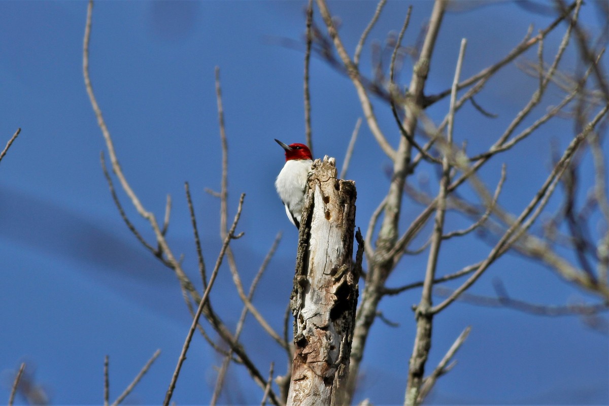 Pic à tête rouge - ML213692701