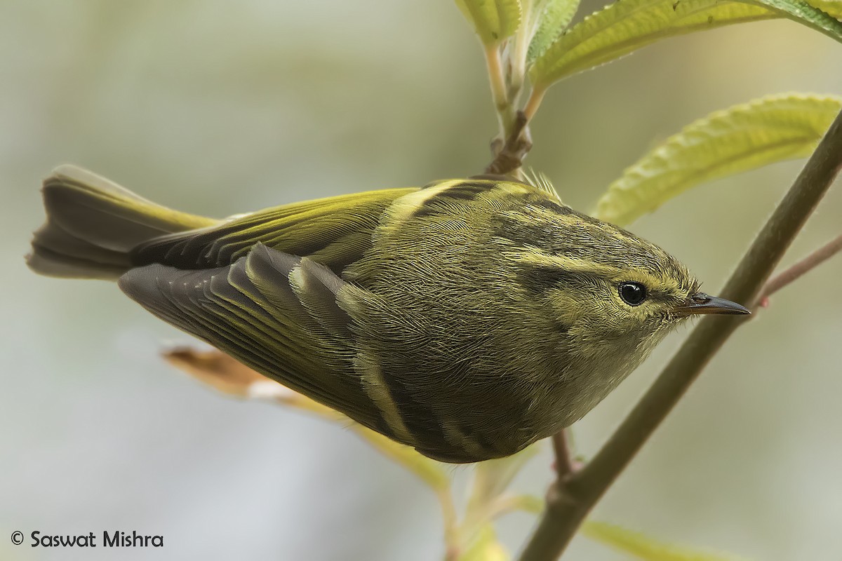 Lemon-rumped Warbler - ML213693761