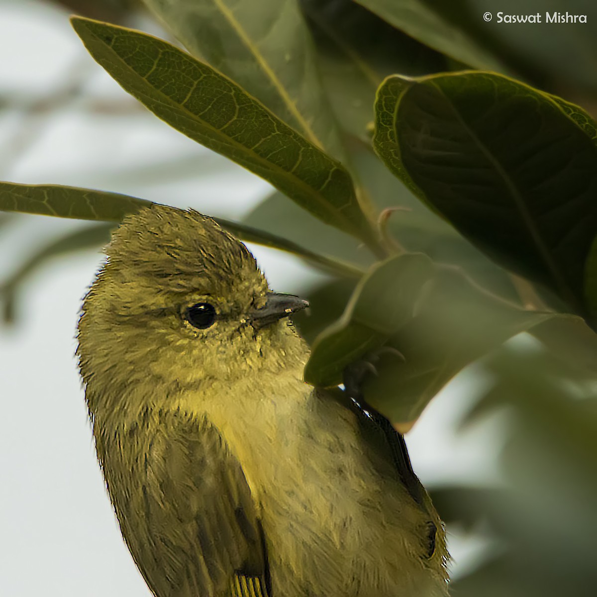 Yellow-browed Tit - ML213693811