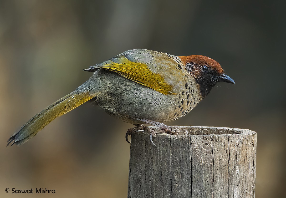 Chestnut-crowned Laughingthrush - ML213693941