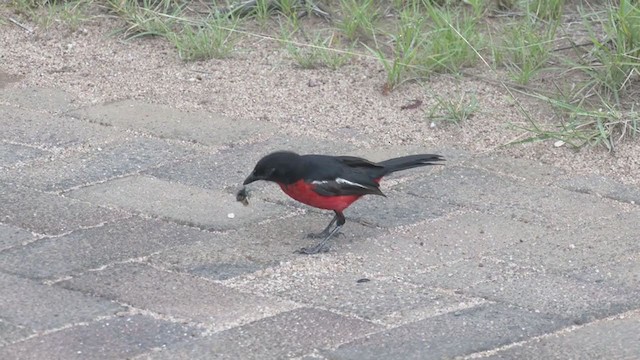 Gonolek rouge et noir - ML213694951