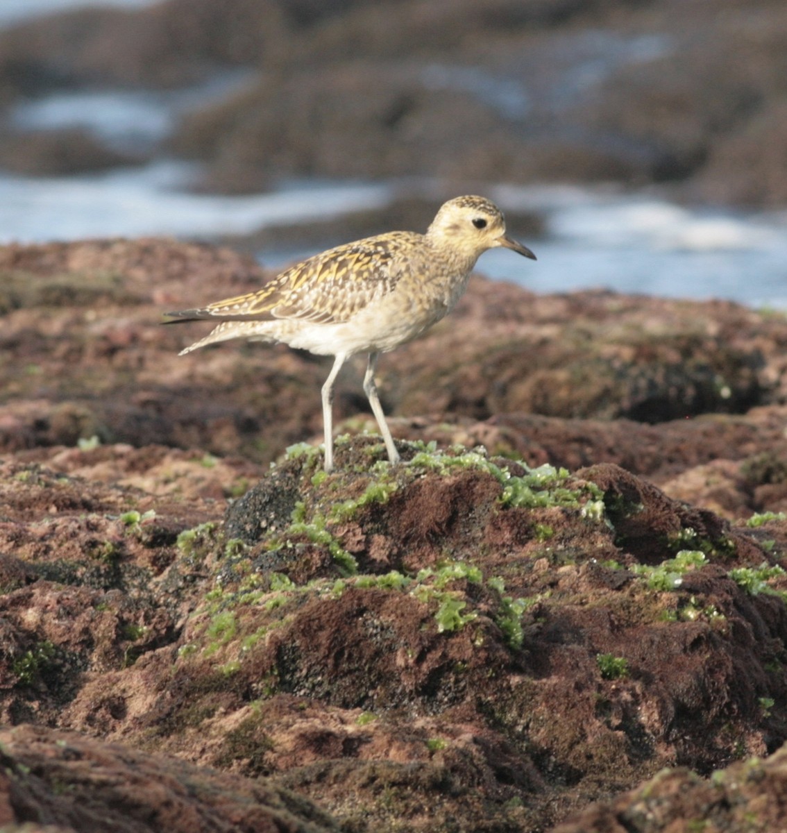 Pacific Golden-Plover - Nick  Lund