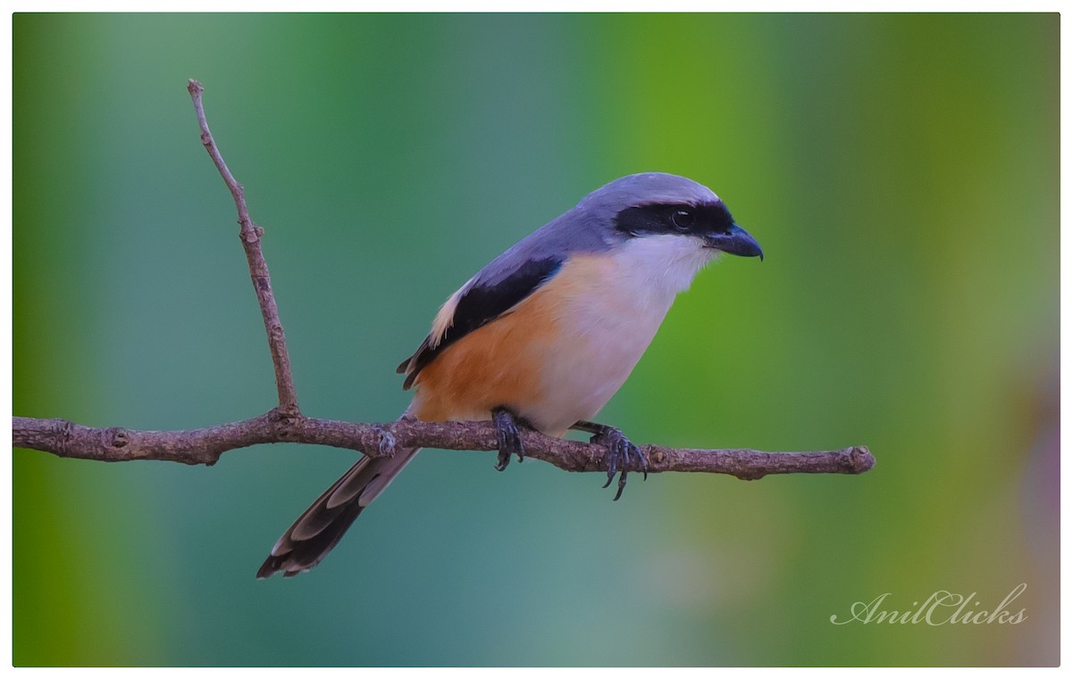 Long-tailed Shrike - ML213696071