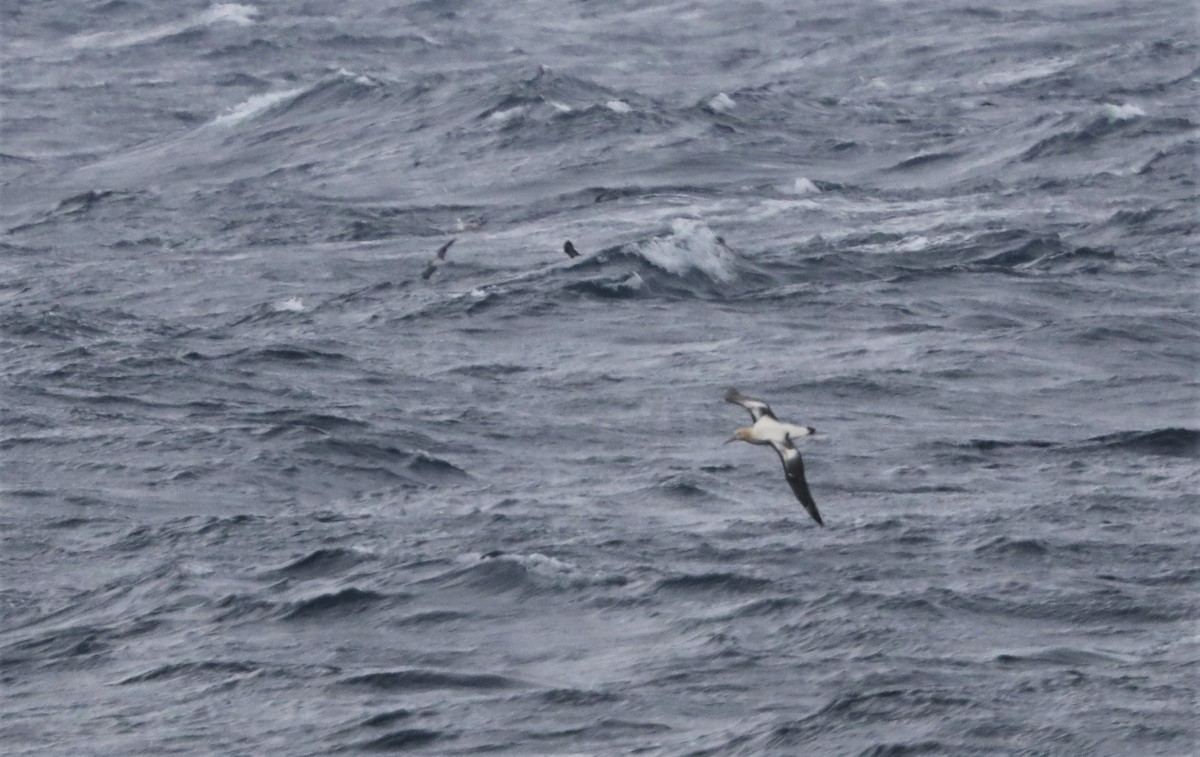 Albatros à queue courte - ML213696121