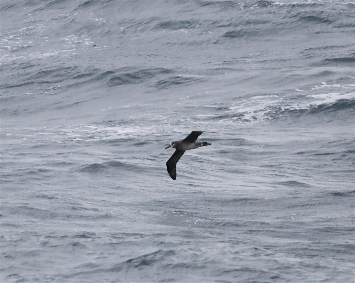 Черноногий альбатрос - ML213696261