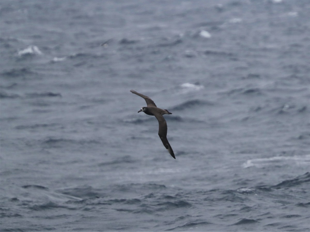 Albatros à pieds noirs - ML213696281