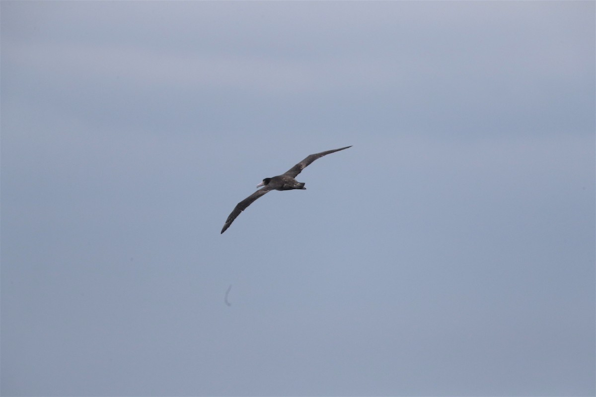 Albatros à queue courte - ML213696311