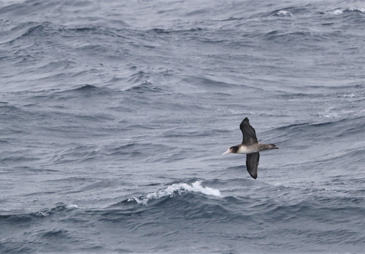 Albatros à queue courte - ML213696321