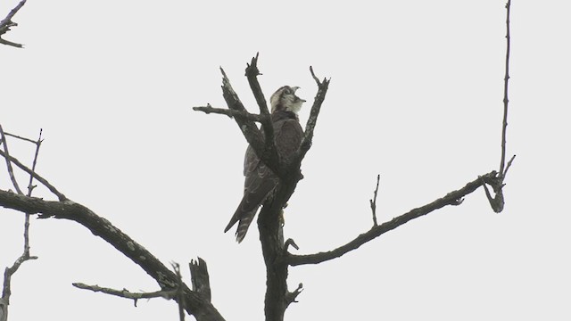 Lanner Falcon - ML213696681