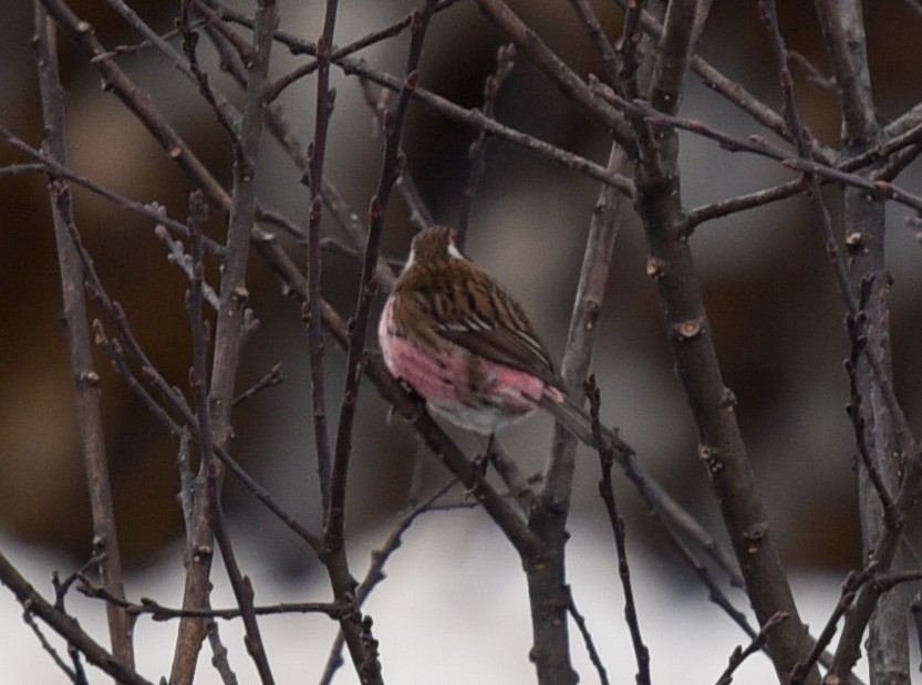 Himalayan White-browed Rosefinch - Bruce Wedderburn