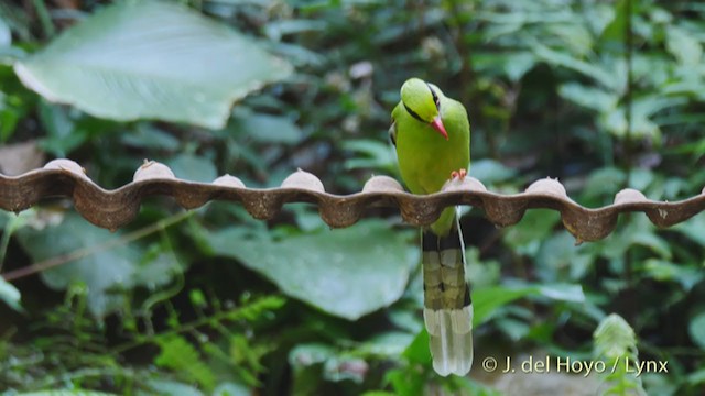 Common Green-Magpie (Common) - ML213699111