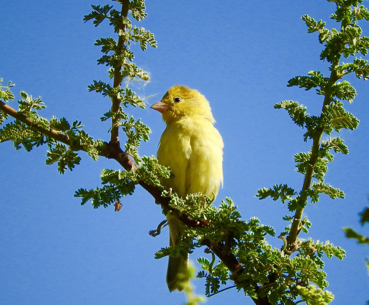 Arabian Golden Sparrow - ML213699231