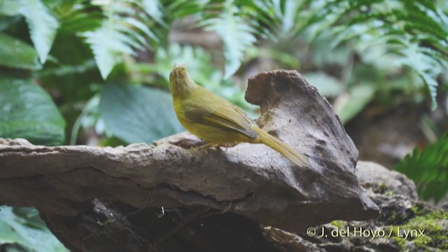 Gray-eyed Bulbul - ML213699411