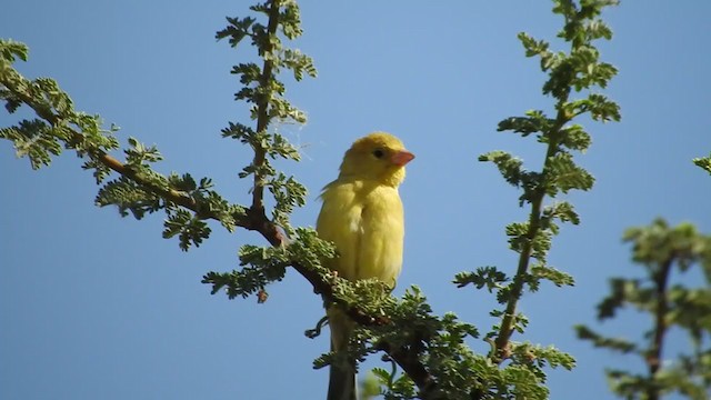 Moineau d'Arabie - ML213699441