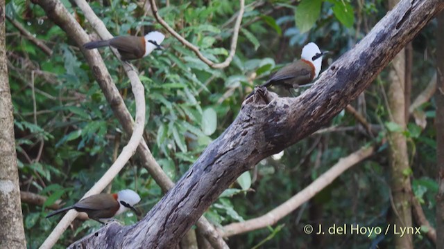 White-crested Laughingthrush - ML213699811