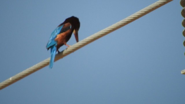 White-throated Kingfisher - ML213699841