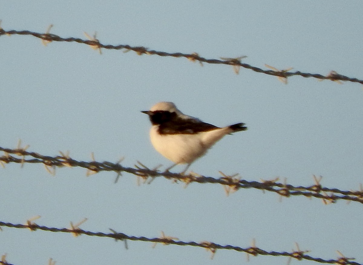 Finsch's Wheatear - ML213700061