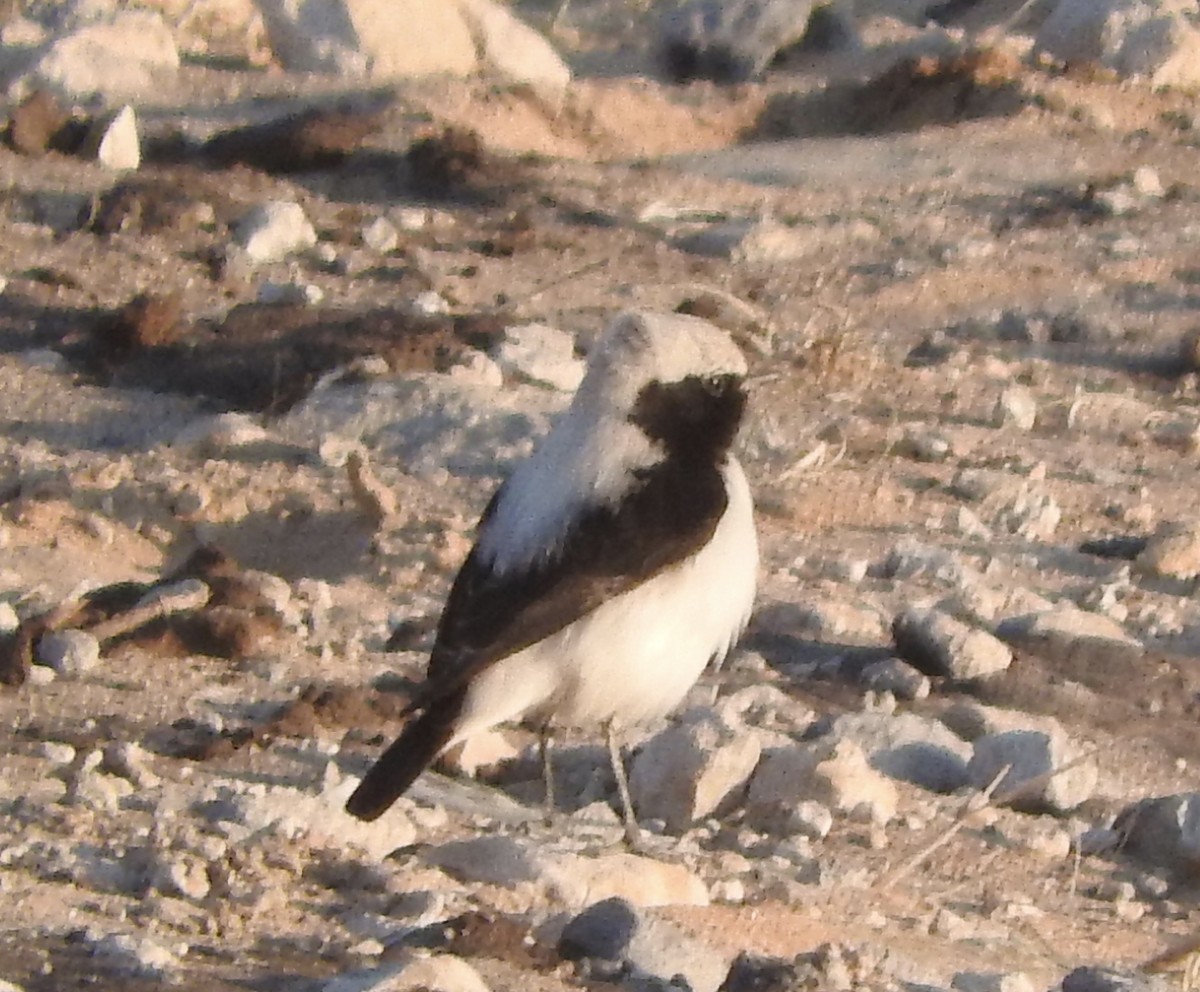 Finsch's Wheatear - ML213700071