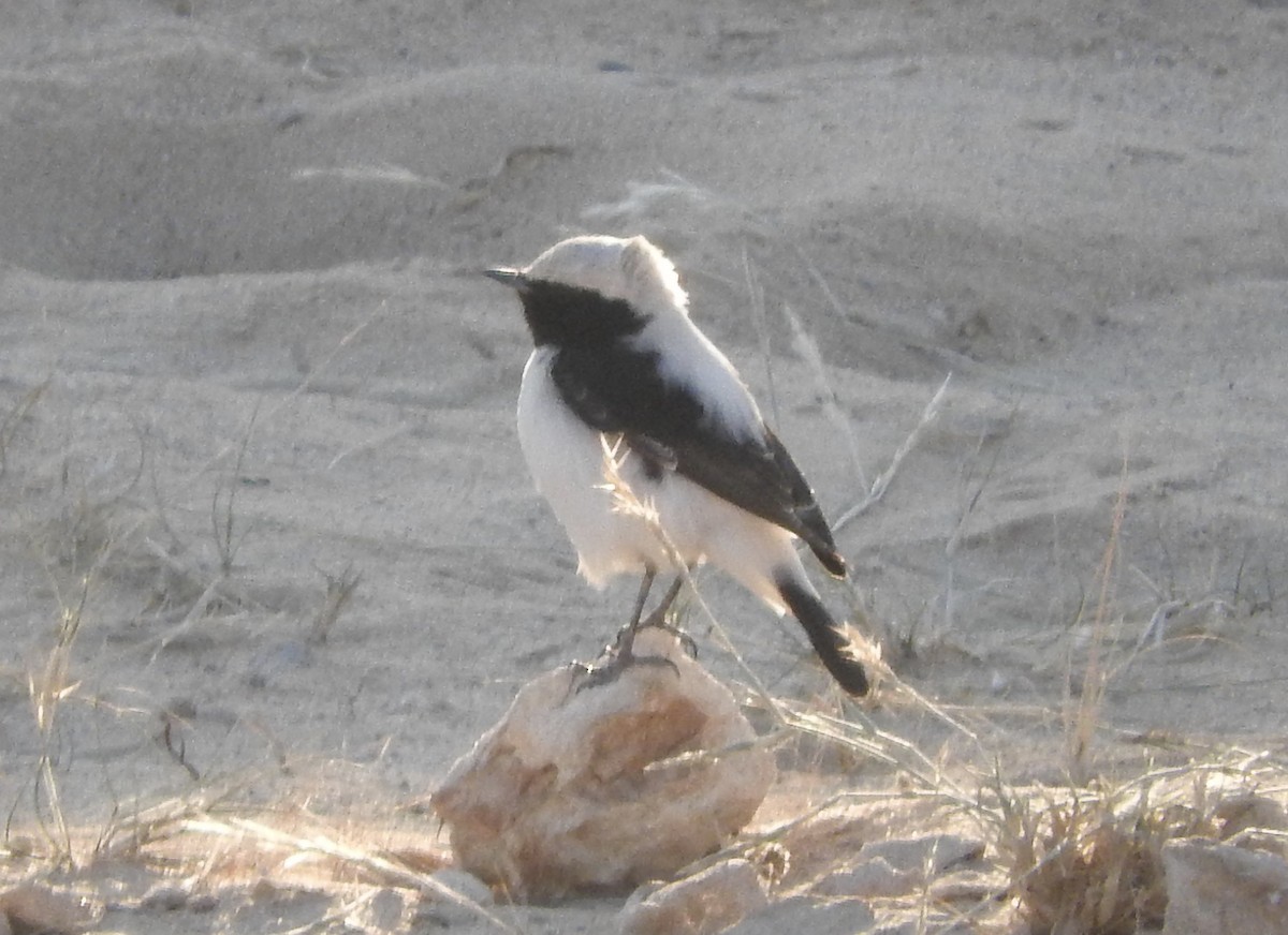 Finsch's Wheatear - ML213700081