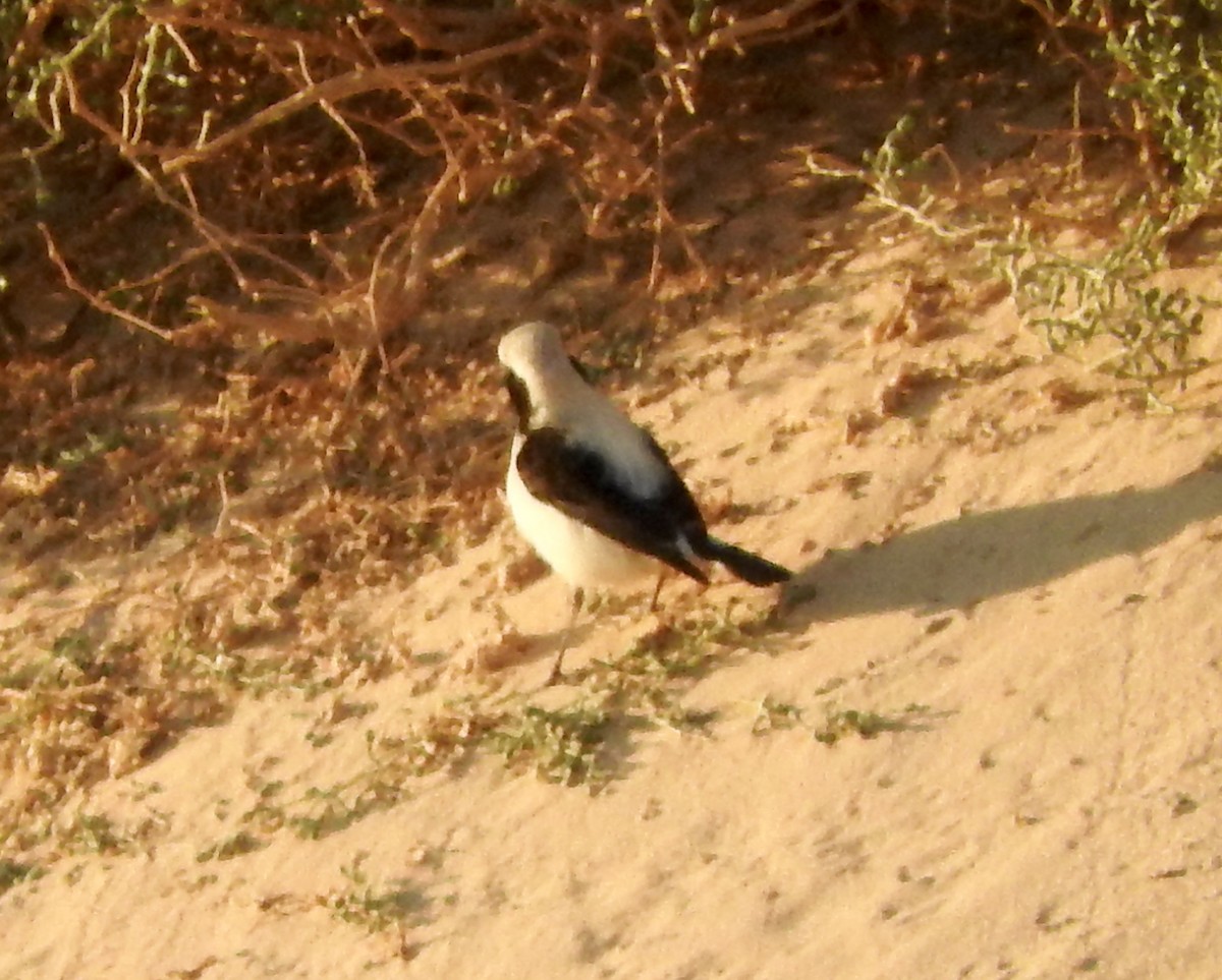Finsch's Wheatear - ML213700091