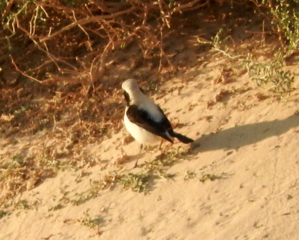 Finsch's Wheatear - ML213700091