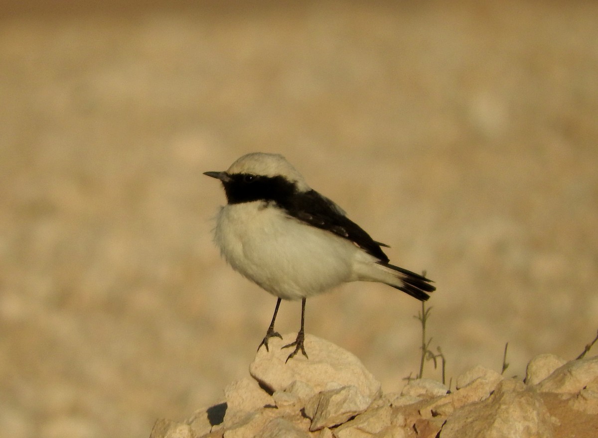 Finsch's Wheatear - ML213700101