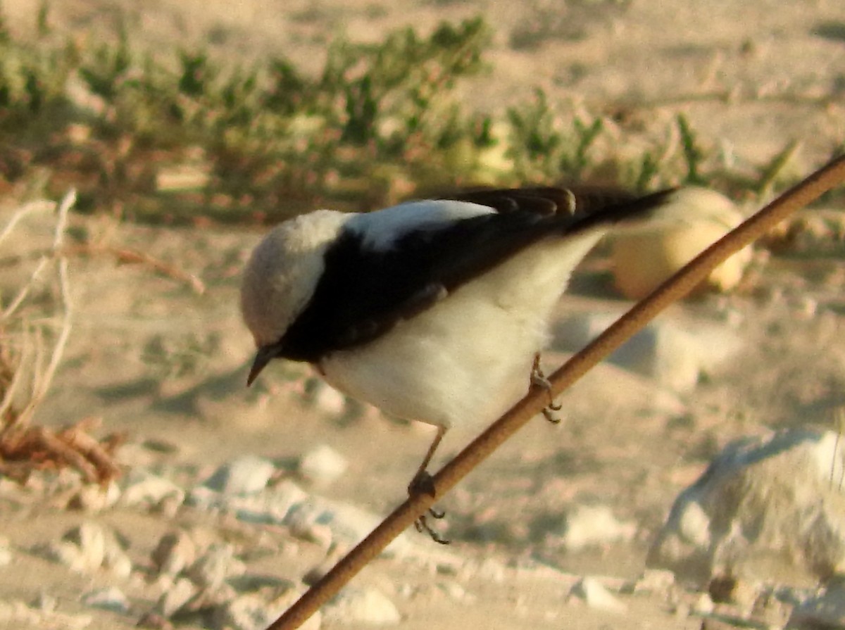 Finsch's Wheatear - ML213700111