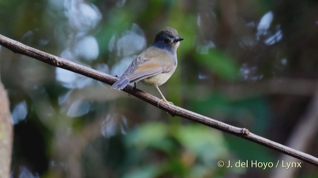 Rufous-gorgeted Flycatcher - ML213700181