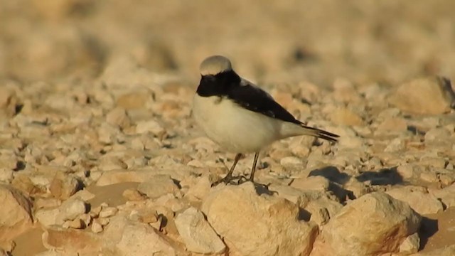 Finsch's Wheatear - ML213700191