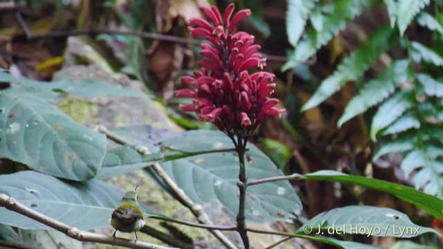 Black-throated Sunbird - ML213700201